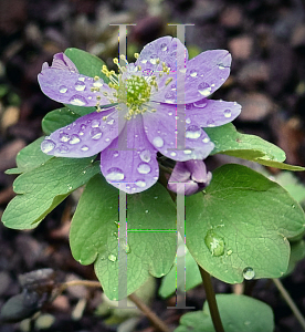 Picture of Thalictrum thalictroides 'Pink Pearl'