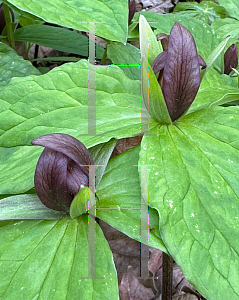 Picture of Trillium sessile '~Species'