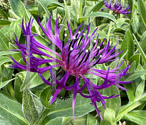 Picture of Centaurea montana 'Amethyst Dream'