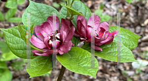 Picture of Calycanthus raulstonii 'Hartlage Wine'