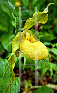 Picture of Cypripedium parviflorum var. pubescens '~Species'