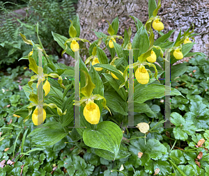 Picture of Cypripedium parviflorum var. pubescens '~Species'