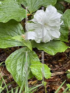 Picture of Trillium grandiflorum 'Flore Pleno'