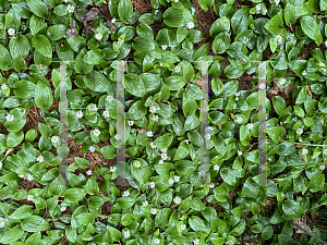 Picture of Maianthemum canadense '~Species'