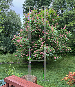 Picture of Aesculus pavia 'Fort McNair'