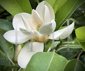 Picture of Magnolia virginiana '~Species'