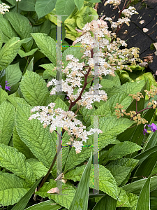 Picture of Rodgersia pinnata '~Species'
