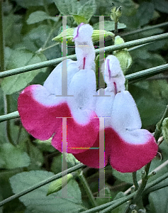 Picture of Salvia microphylla 'Hot Lips'