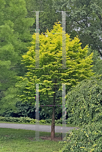 Picture of Metasequoia glyptostroboides 'Soul Fire'