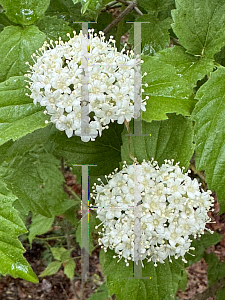 Picture of Viburnum rafinesqueanum '~Species'