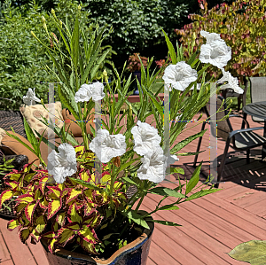 Picture of Ruellia brittoniana 'Blanca'