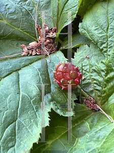 Picture of Hydrastis canadensis '~Species'