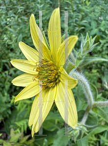 Picture of Silphium mohrii '~Species'
