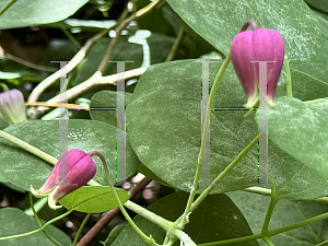 Picture of Clematis viorana '~Species'