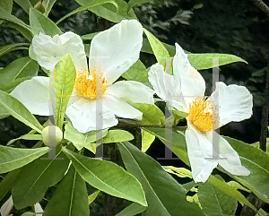 Picture of X Gordlinia grandiflora 'Sweet Tea'