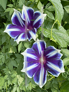Picture of Ipomoea nil '~Species'