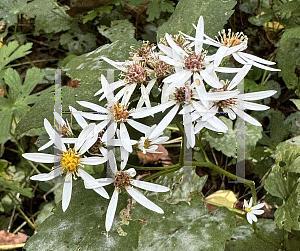 Picture of Symphyotrichum divaricatum '~Species'