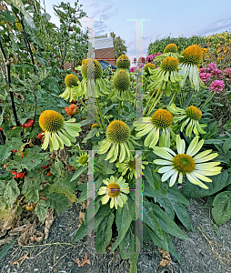 Picture of Echinacea  'Alan's Pride'