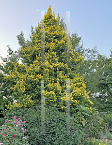 Picture of Ilex x attenuata 'Sunny Foster'