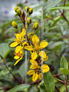 Picture of Galphimia gracilis '~Species'