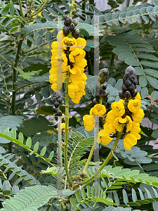 Picture of Cassia didymobottya '~Species'