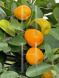 Picture of Citrus japonica '~Species'