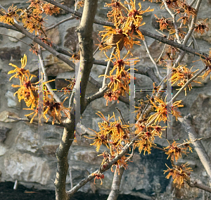 Picture of Hamamelis x intermedia 'Athena'