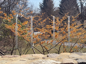 Picture of Hamamelis x intermedia 'Athena'