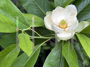 Picture of Magnolia virginiana '~Species'