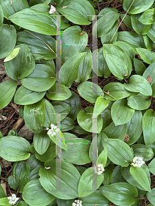 Picture of Maianthemum canadense '~Species'