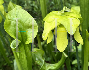 Picture of Sarracenia oreophila '~Species'
