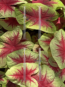 Picture of Caladium x hortulanum '~Species'