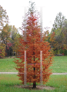 Picture of Metasequoia glyptostroboides 