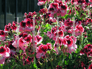 Picture of Pelargonium x domesticum 'Martha Washington'