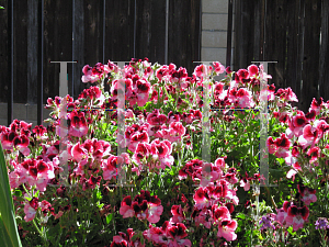 Picture of Pelargonium x domesticum 'Martha Washington'