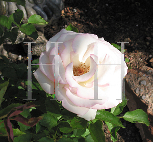 Picture of Rosa  'Moonstone'