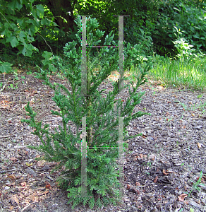 Picture of Cryptomeria japonica 'Black Dragon'