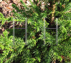 Picture of Cryptomeria japonica 'Black Dragon'