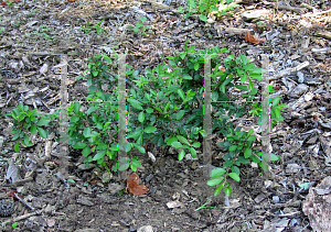 Picture of Ulmus parvifolia 'Yatsubusa'