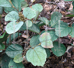 Picture of Fothergilla gardenii 'Blue Shadow'