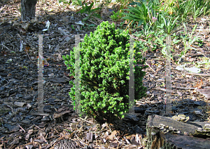 Picture of Cryptomeria japonica 'Lobbi Nana'