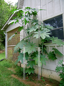 Picture of Ricinus communis 