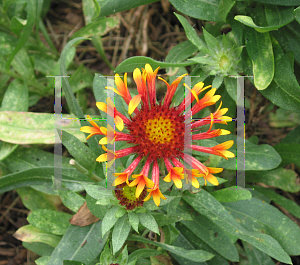 Picture of Gaillardia  'Fanfare'