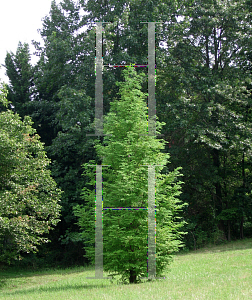 Picture of Metasequoia glyptostroboides 