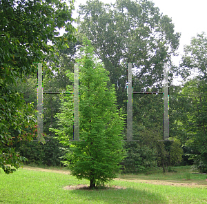 Picture of Metasequoia glyptostroboides 