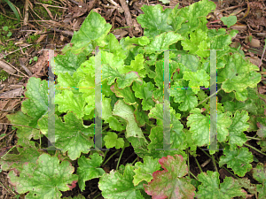 Picture of Heuchera  'Dolce TNHEU042 (Key Lime Pie)'