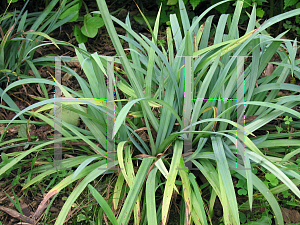 Picture of Carex laxiculmis 'Hobb (Bunny Blue®)'