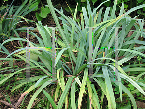 Picture of Carex laxiculmis 'Hobb (Bunny Blue)'