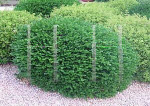 Picture of Carissa macrocarpa 'Boxwood Beauty'