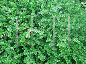 Picture of Carissa macrocarpa 'Boxwood Beauty'